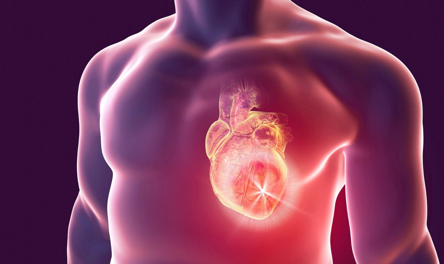 Cardiovascular Health & Blood Circulation