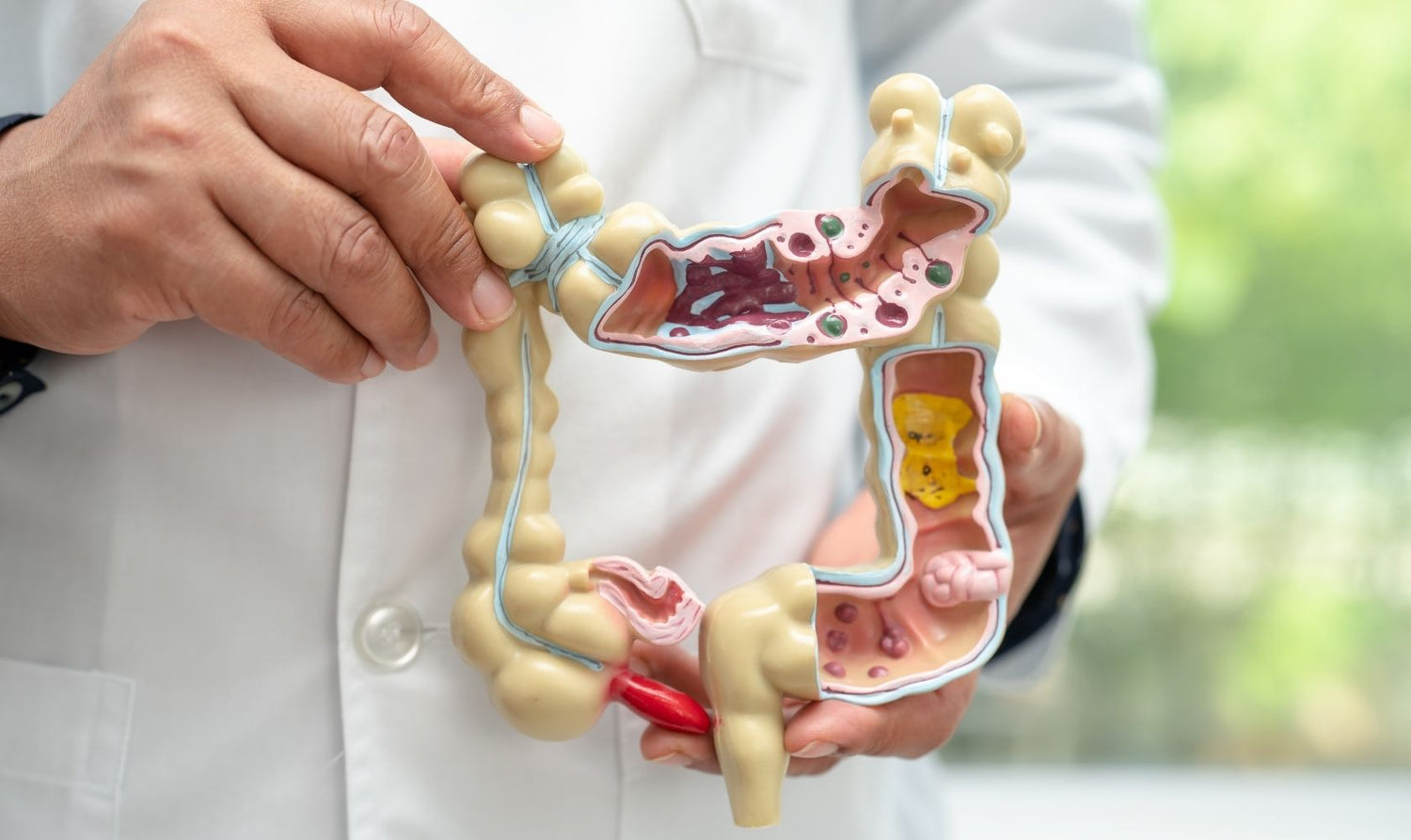 Digestion, Gut Health & Detoxification