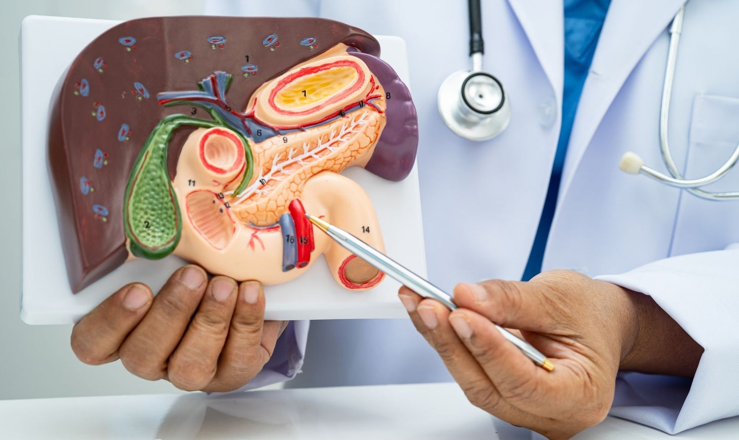 Kidney,  Liver & Bladder Support